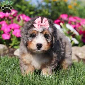 Flora, Mini Bernedoodle Puppy
